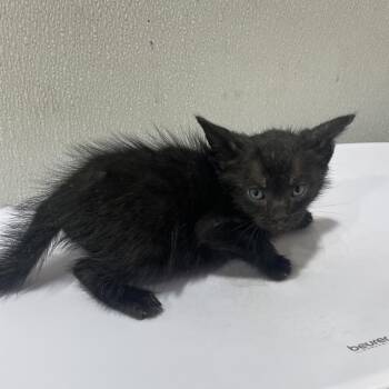 Price -  Domestic Short Hair Cat for Adoption in Tampa, Florida - Price | PetCurious