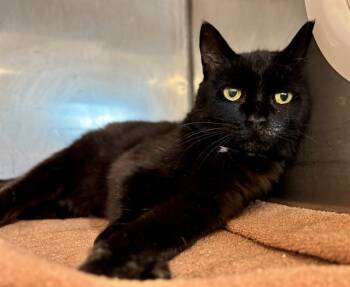 MEGS -  Domestic Short Hair Cat for Adoption in York, South Carolina - MEGS | PetCurious