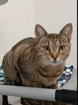 Tabby and Domestic Short Hair Cats Available for Adoption in Bay City, Michigan - Soufflé | PetCurious