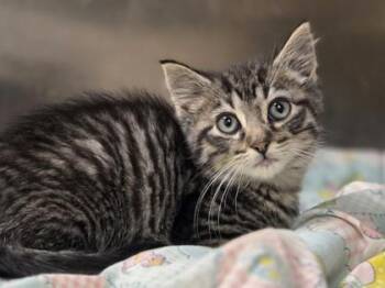 Dabba -  Domestic Short Hair Cat for Adoption in Westland, Michigan - Dabba | PetCurious