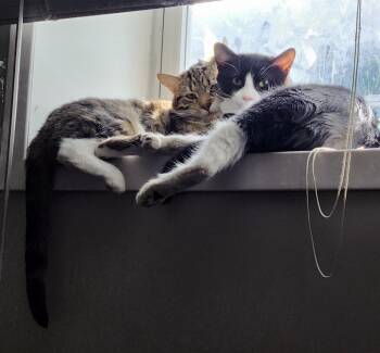 Ozzy -  Domestic Short Hair Cat for Adoption in Steinbach, Manitoba - Ozzy | PetCurious