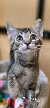 Domestic Short Hair Cats Available for Adoption in Rowlett, Texas - Snickers | PetCurious