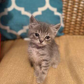 Domestic Short Hair Cats Available for Adoption in Mastic, New York - Grayson | PetCurious