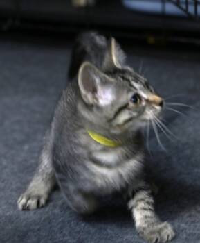 Esme -  Maine Coon and Tabby Cat for Adoption in Cut Bank, Montana - Esme | PetCurious