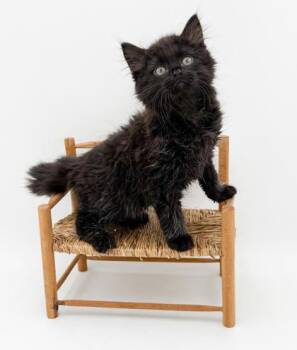 Woody -  Domestic Long Hair and Domestic Short Hair Cat for Adoption in Bowling Green, Kentucky - Woody | PetCurious