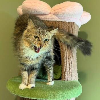 Zen -  Domestic Medium Hair Cat for Adoption in Davenport, Iowa - Zen | PetCurious