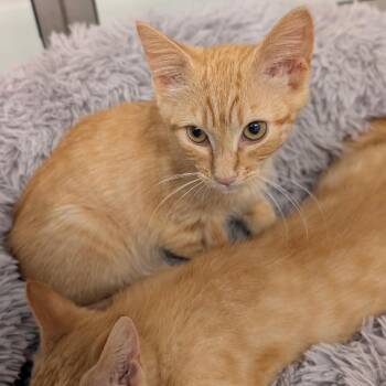 Cher -  Domestic Short Hair Cat for Adoption in Raleigh, North Carolina - Cher | PetCurious