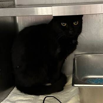 Rescue Domestic Short Hair Cats for Adoption in Galax, Virginia - Sabrina | PetCurious