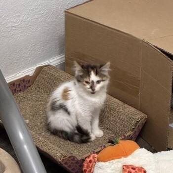 Charlotte -  Domestic Medium Hair Cat for Adoption in Greenwood, Missouri - Charlotte | PetCurious