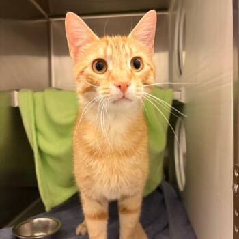 Domestic Short Hair Cats Available for Adoption in Council Bluffs, Iowa - Jones | PetCurious