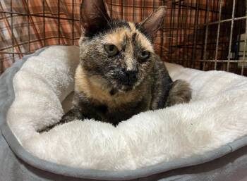 Rescue Domestic Short Hair Cats for Adoption in Spotswood, New Jersey - TURTLE DOVE | PetCurious