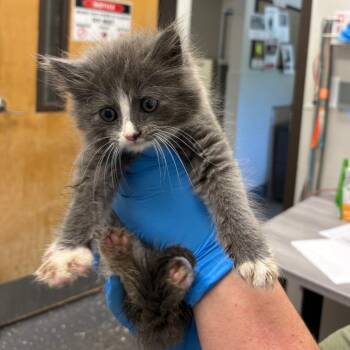 Martha Stewart -  Domestic Long Hair Cat Available for Adoption in Columbiana, Alabama - Martha Stewart | PetCurious
