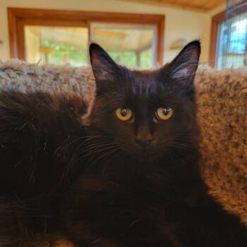 Domestic Medium Hair Cats Available for Adoption - Kahlua | PetCurious