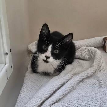 Domino -  Domestic Short Hair Cat for Adoption - Domino | PetCurious