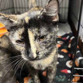 Miss Pepper -  Domestic Short Hair Cat for Adoption in Wappingers Falls, New York - Miss Pepper | PetCurious