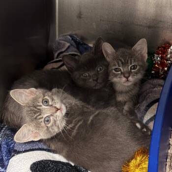 Domestic Medium Hair and Domestic Short Hair Cats Available for Adoption in Hampton Bays, New York - Buttercup | PetCurious