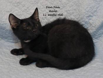 Fan Fan -  Domestic Short Hair Cat for Adoption in Euclid, Ohio - Fan Fan | PetCurious
