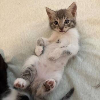 Domestic Short Hair Cats Available for Adoption in San Diego, California - Ginny | PetCurious