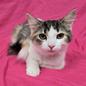 Winifred -  Domestic Medium Hair Cat for Adoption in Frankfort, Indiana - Winifred | PetCurious