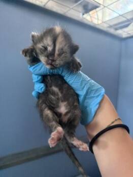 FLAME PRINCESS -  Domestic Short Hair Cat for Adoption in San Bernardino, California - FLAME PRINCESS | PetCurious