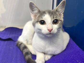 Gilbert -  Domestic Short Hair and Tabby Cat for Adoption in Powell, Ohio - Gilbert | PetCurious