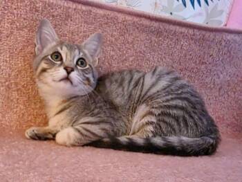 Rescue Domestic Short Hair Cats for Adoption in Beaverton, Oregon - Fishlegs | PetCurious