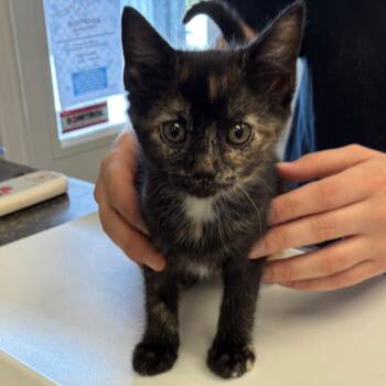 Ellie_1 -  Domestic Short Hair Cat for Adoption in Morganfield, Kentucky - Ellie_1 | PetCurious
