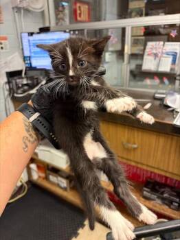 A377073 -  Domestic Short Hair Cat for Adoption in Stockton, California - A377073 | PetCurious