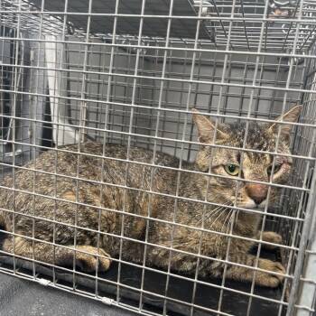 American Shorthair Cats Available for Adoption in Lake Jackson, Texas - Jameson | PetCurious