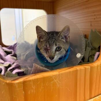 Strudel -  Domestic Short Hair Cat for Adoption - Strudel | PetCurious