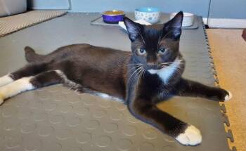 Vegas - Adoption Pending -  Domestic Short Hair Cat for Adoption in Richmond Hill, Ontario - Vegas - Adoption Pending | PetCurious