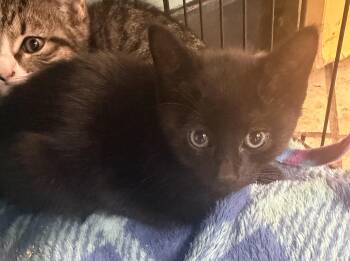 Smurfy -  Domestic Short Hair Cat for Adoption in Hudson, New York - Smurfy | PetCurious