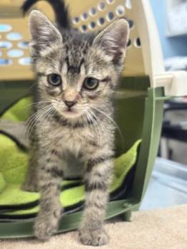 Water Bear -  Domestic Short Hair Cat for Adoption in Santa Rosa, California - Water Bear | PetCurious