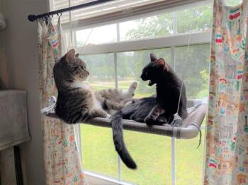 Apple -  Tabby Cat for Adoption in Cary, North Carolina - Apple | PetCurious