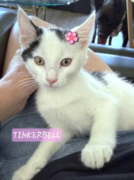 Tinkerbell -  Domestic Short Hair and Ragdoll Cat for Adoption in Yorba Linda, California - Tinkerbell | PetCurious