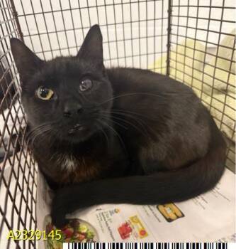 Domestic Short Hair Cats Available for Adoption - GLENN | PetCurious