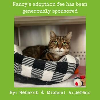 Domestic Short Hair Cats Available for Adoption in Roanoke, Virginia - Nancy | PetCurious