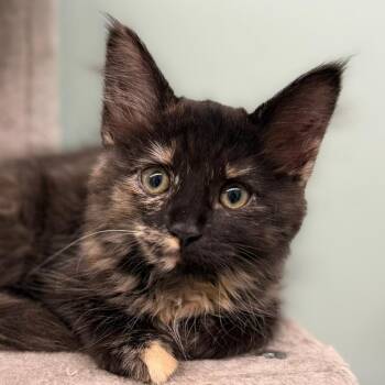Pam -  Domestic Long Hair Cat for Adoption in Pittsford, Vermont - Pam | PetCurious