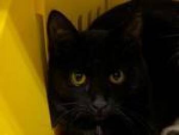 Rescue Domestic Short Hair Cats for Adoption in Powell, Ohio - Poblano | PetCurious