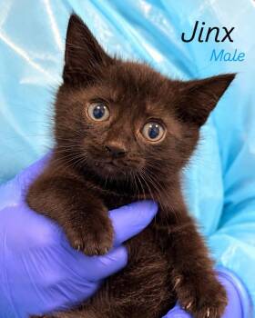 Jinx -  Domestic Short Hair Cat for Adoption in Rock Hill, New York - Jinx | PetCurious