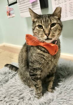 Rescue Tabby and Domestic Short Hair Cats for Adoption in Dublin, Ohio - Ricky | PetCurious