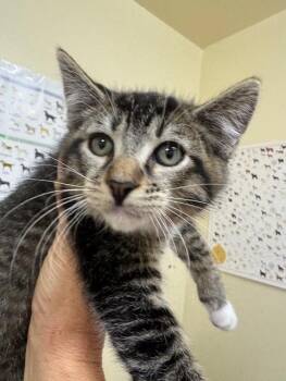 Domestic Short Hair Cats Available for Adoption in Fremont, California - WINSTON | PetCurious