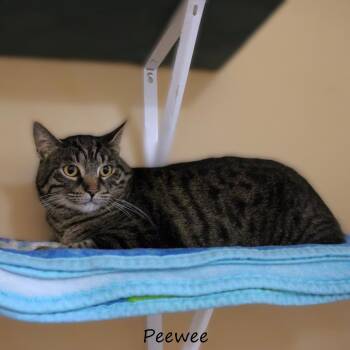 American Shorthair Cats Available for Adoption in Yucaipa, California - Peewee | PetCurious