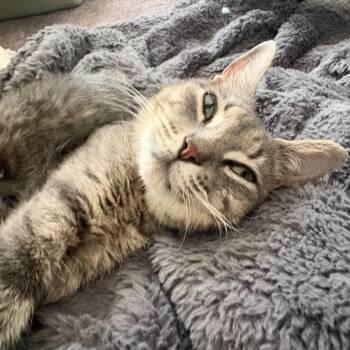 Arlet -  Domestic Short Hair Cat for Adoption in Philadelphia, Pennsylvania - Arlet | PetCurious