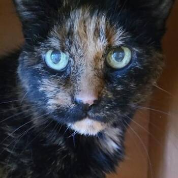 Daisy Mae -  Domestic Short Hair Cat for Adoption in Grayslake, Illinois - Daisy Mae | PetCurious