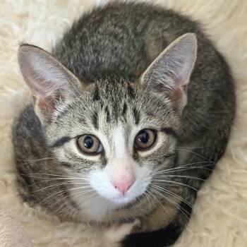 Cooper -  Domestic Short Hair Cat for Adoption in Philadelphia, Pennsylvania - Cooper | PetCurious