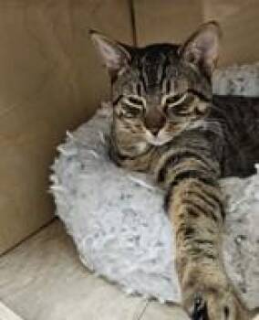 Sparkle -  Domestic Short Hair Cat Available for Adoption in Potsdam, New York - Sparkle | PetCurious