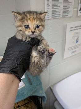 Zapdos -  Domestic Short Hair Cat for Adoption in Cincinnati, Ohio - Zapdos | PetCurious