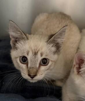 Cobalt -  Domestic Short Hair Cat for Adoption in Challis, Idaho - Cobalt | PetCurious
