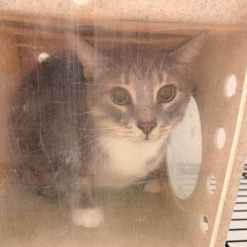 Rayne -  Domestic Short Hair Cat for Adoption in Philadelphia, Pennsylvania - Rayne | PetCurious